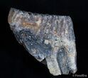 Partial Mammoth Tooth From North Sea #2024-2